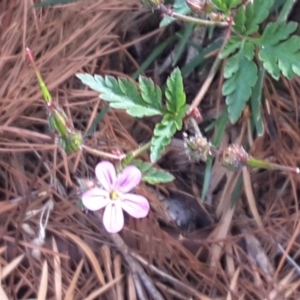 Geranium robertianum at Isaacs, ACT - 29 Nov 2016 09:03 AM