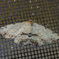 Sandava scitisignata (A noctuid moth) at Conder, ACT - 29 Nov 2016 by michaelb
