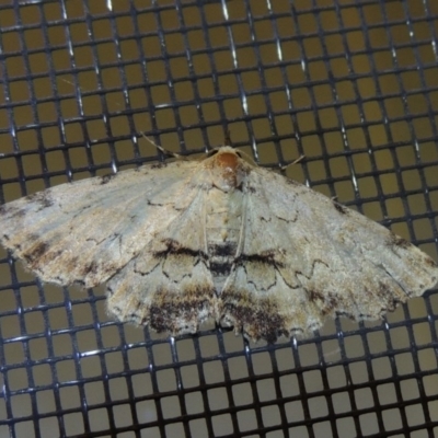 Sandava scitisignata (A noctuid moth) at Pollinator-friendly garden Conder - 29 Nov 2016 by michaelb