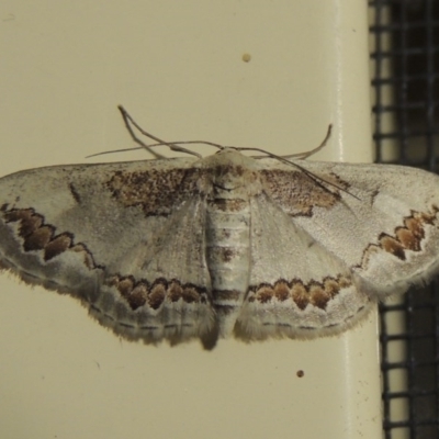 Dithalama cosmospila (Grey Spotted Wave) at Conder, ACT - 29 Nov 2016 by michaelb