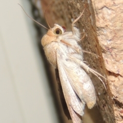 Helicoverpa armigera (Cotton bollworm, Corn earworm) at Conder, ACT - 29 Nov 2016 by michaelb