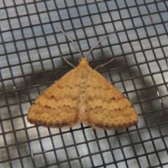 Scopula rubraria (Reddish Wave, Plantain Moth) at Conder, ACT - 28 Nov 2016 by michaelb