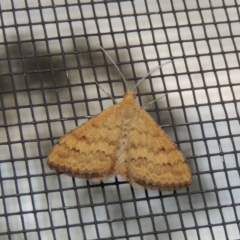 Scopula rubraria at Conder, ACT - 29 Nov 2016 07:14 AM