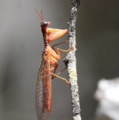 Mantispidae (family) (Unidentified mantisfly) at Cotter River, ACT - 17 Jan 2016 by HarveyPerkins