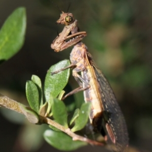 Mantispidae (family) at Tennent, ACT - 26 Dec 2014