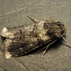 Agrotis porphyricollis (Variable Cutworm) at Conder, ACT - 27 Nov 2016 by MichaelBedingfield