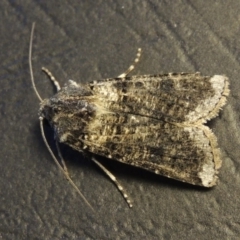 Agrotis porphyricollis at Conder, ACT - 27 Nov 2016 07:43 PM