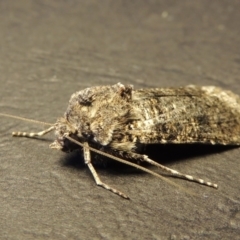 Agrotis porphyricollis at Conder, ACT - 27 Nov 2016