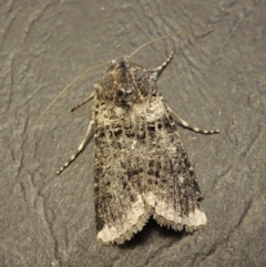 Agrotis porphyricollis at Conder, ACT - 27 Nov 2016 07:43 PM