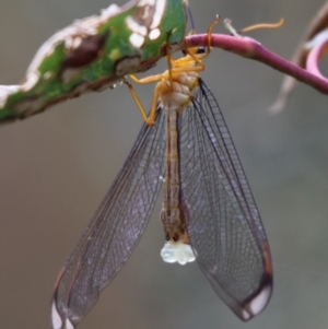 Nymphes myrmeleonoides at Paddys River, ACT - 26 Jan 2012