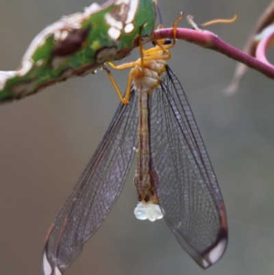 Nymphes myrmeleonoides (Blue eyes lacewing) at Paddys River, ACT - 25 Jan 2012 by HarveyPerkins
