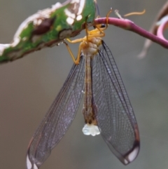 Nymphes myrmeleonoides (Blue eyes lacewing) at Paddys River, ACT - 25 Jan 2012 by HarveyPerkins