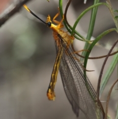Nymphes myrmeleonoides (Blue eyes lacewing) at Mount Clear, ACT - 30 Dec 2015 by HarveyPerkins