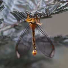 Nymphes myrmeleonoides (Blue eyes lacewing) at Namadgi National Park - 30 Dec 2015 by HarveyPerkins