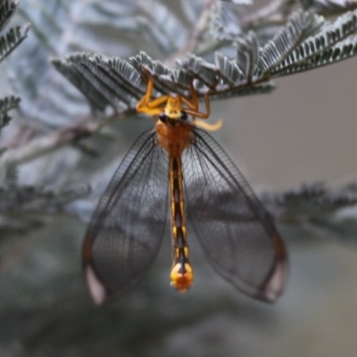 Nymphes myrmeleonoides (Blue eyes lacewing) at Mount Clear, ACT - 30 Dec 2015 by HarveyPerkins