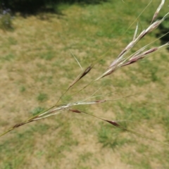 Nassella neesiana (Chilean Needlegrass) at Monash, ACT - 27 Nov 2016 by michaelb