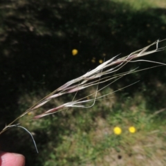 Nassella neesiana (Chilean Needlegrass) at Curtin, ACT - 27 Nov 2016 by MichaelBedingfield