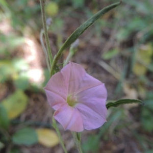 Convolvulus angustissimus subsp. angustissimus at Monash, ACT - 27 Nov 2016