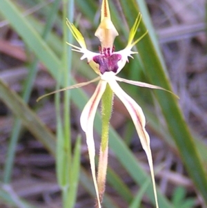 Caladenia atrovespa at Aranda, ACT - 18 Oct 2008