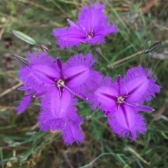 Thysanotus tuberosus subsp. tuberosus (Common Fringe-lily) at QPRC LGA - 29 Nov 2016 by Wandiyali