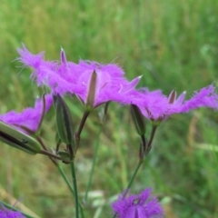 Thysanotus tuberosus subsp. tuberosus at Googong, NSW - 30 Nov 2016