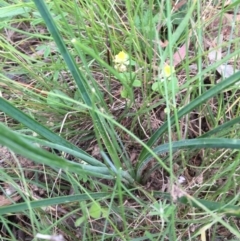 Thysanotus tuberosus subsp. tuberosus at Googong, NSW - 30 Nov 2016