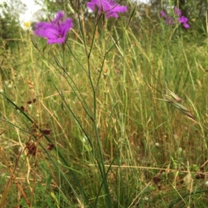 Thysanotus tuberosus subsp. tuberosus at Googong, NSW - 30 Nov 2016