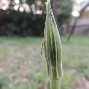 Chironomidae (family) at Conder, ACT - 29 Nov 2016