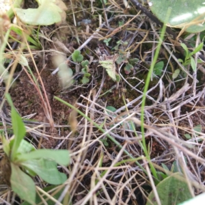 Cheilanthes distans at Gungahlin, ACT - 30 Nov 2016