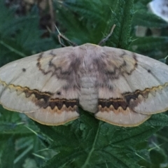 Anthela canescens (Anthelid moth) at Googong, NSW - 1 Dec 2016 by Wandiyali