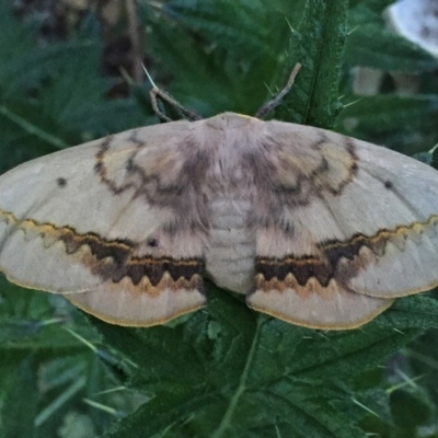 Anthela canescens (Anthelid moth) at Googong, NSW - 1 Dec 2016 by Wandiyali