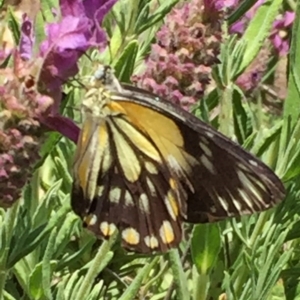 Belenois java at Googong, NSW - 1 Dec 2016