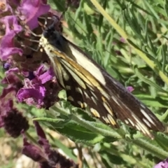 Belenois java at Googong, NSW - 1 Dec 2016 09:26 AM