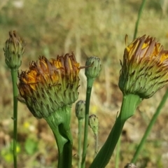 Hypochaeris radicata (Cat's Ear, Flatweed) at Isaacs, ACT - 29 Nov 2016 by Mike