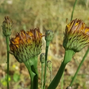 Hypochaeris radicata at Isaacs, ACT - 29 Nov 2016