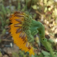 Hypochaeris radicata at Isaacs, ACT - 29 Nov 2016