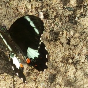 Papilio aegeus at Isaacs, ACT - 29 Nov 2016