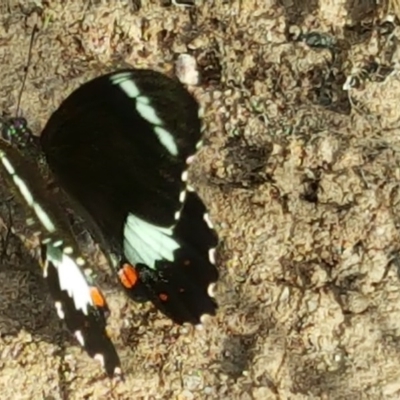 Papilio aegeus (Orchard Swallowtail, Large Citrus Butterfly) at Isaacs, ACT - 29 Nov 2016 by Mike