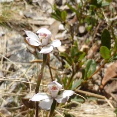 Caladenia alpina (Mountain Caps) at Tidbinbilla Nature Reserve - 26 Nov 2016 by RobynHall