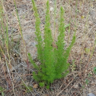 Erica lusitanica (Spanish Heath ) at Isaacs, ACT - 29 Nov 2016 by Mike