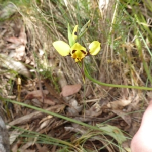 Diuris sulphurea at Paddys River, ACT - 26 Nov 2016