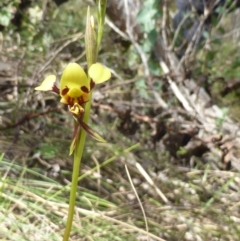 Diuris sulphurea (Tiger Orchid) at Tidbinbilla Nature Reserve - 26 Nov 2016 by RobynHall