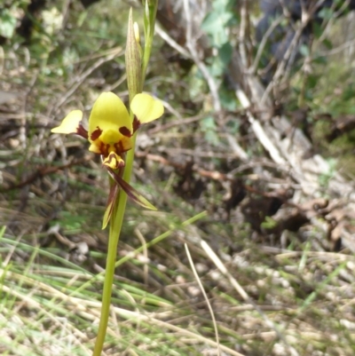 Diuris sulphurea (Tiger Orchid) at Tidbinbilla Nature Reserve - 26 Nov 2016 by RobynHall