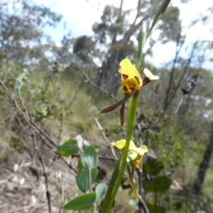 Diuris sulphurea at Paddys River, ACT - 26 Nov 2016