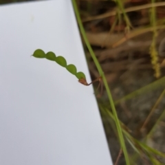 Grona varians (Slender Tick-Trefoil) at Jerrabomberra, ACT - 23 Nov 2016 by Mike