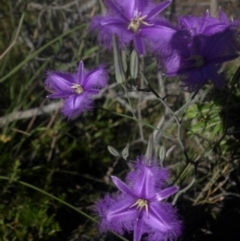 Thysanotus tuberosus subsp. tuberosus (Common Fringe-lily) at Mount Ainslie - 30 Nov 2016 by SilkeSma