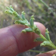 Microtis unifolia (Common Onion Orchid) at Campbell, ACT - 30 Nov 2016 by SilkeSma