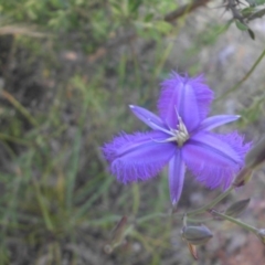 Thysanotus tuberosus subsp. tuberosus (Common Fringe-lily) at Mount Ainslie - 30 Nov 2016 by SilkeSma