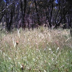 Unidentified at Mulligans Flat - 30 Nov 2016 by MulligansFlat1