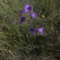 Thysanotus tuberosus subsp. tuberosus (Common Fringe-lily) at Majura, ACT - 1 Dec 2016 by SilkeSma